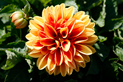 Dahlietta Candy Dahlia (Dahlia 'Baldahcan') at Lakeshore Garden Centres