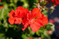 Marcada Deep Coral Geranium (Pelargonium 'KLEIP19024') at Lakeshore Garden Centres