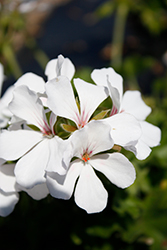 Marcada White Geranium (Pelargonium 'KLEIP19284') at Lakeshore Garden Centres