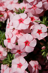 Gisele Light Pink+Eye Phlox (Phlox 'KLEPX20585') at Lakeshore Garden Centres