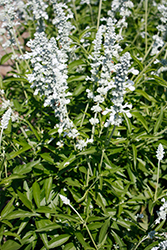 White Flame Salvia (Salvia 'White Flame') at Lakeshore Garden Centres