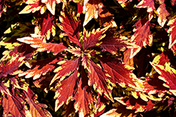 FlameThrower Sriracha Coleus (Solenostemon scutellarioides 'Balflamsira') at Lakeshore Garden Centres