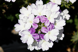 Firehouse Blue Fizz Verbena (Verbena 'Balfirebizz') at Lakeshore Garden Centres