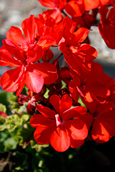 Mojo Orange Geranium (Pelargonium 'Mojo Orange') at Lakeshore Garden Centres