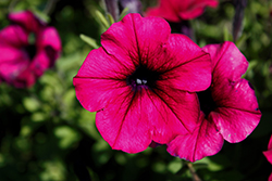 FotoFinish Burgundy Petunia (Petunia 'FotoFinish Burgundy') at Lakeshore Garden Centres