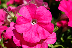 FotoFinish Pink Petunia (Petunia 'FotoFinish Pink') at Lakeshore Garden Centres