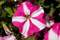 FotoFinish Rose Star Petunia (Petunia 'FotoFinish Rose Star') at Lakeshore Garden Centres