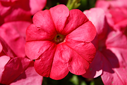 FotoFinish Salmon Petunia (Petunia 'FotoFinish Salmon') at Lakeshore Garden Centres