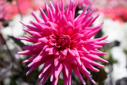 Electro Pink Dahlia (Dahlia 'Electro Pink') at Lakeshore Garden Centres
