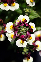 Escential Raspberry Lemonade Nemesia (Nemesia 'Escential Raspberry Lemonade') at Lakeshore Garden Centres