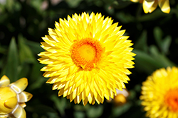 Granvia Gold Strawflower (Bracteantha bracteata 'Granvia Gold') at Lakeshore Garden Centres