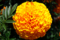 Big Duck Orange Marigold (Tagetes erecta 'Big Duck Orange') at Lakeshore Garden Centres