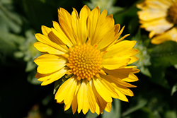 Lunar Honeymoon Blanket Flower (Gaillardia x grandiflora 'Honeymoon') at Lakeshore Garden Centres