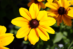 Dakota Gold Coneflower (Rudbeckia hirta 'Dakota Gold') at Lakeshore Garden Centres