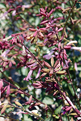 Fashion Pink Sage (Salvia buchananii 'Fashion Pink') at Lakeshore Garden Centres