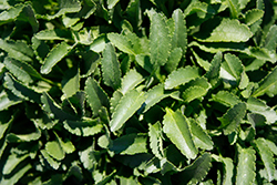 Vespers Blue Speedwell (Veronica 'Vespers Blue') at Lakeshore Garden Centres