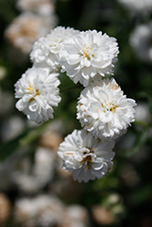 Diadem Double Yarrow (Achillea ptarmica 'Versdidem') at Lakeshore Garden Centres