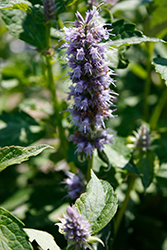 Crazy Fortune Anise Hyssop (Agastache 'Crazy Fortune') at Lakeshore Garden Centres