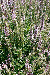 Feathers Flamingo Salvia (Salvia 'Bocoffla') at Lakeshore Garden Centres