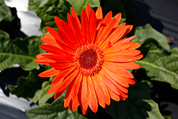 Majorette Orange Dark Eye Gerbera Daisy (Gerbera 'Majorette Orange Dark Eye') at Lakeshore Garden Centres