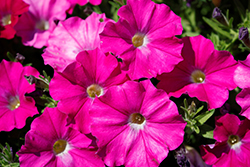 SuperCal Rose Petchoa (Petchoa 'SAKPXC027') at Lakeshore Garden Centres