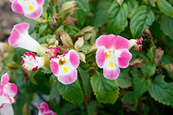 Kauai Rose Torenia (Torenia 'PAS786688') at Lakeshore Garden Centres