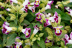 Duchess Burgundy Torenia (Torenia 'Duchess Burgundy') at Lakeshore Garden Centres