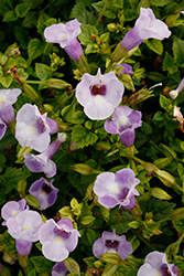 Summer Wave Trailing Large Silver Torenia (Torenia 'Sunrenirafuji') at Lakeshore Garden Centres