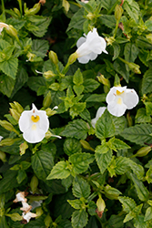 Summer Wave Bouquet White Torenia (Torenia 'Summer Wave Bouquet White') at Lakeshore Garden Centres