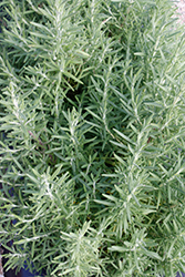Rosy Rosemary (Rosmarinus officinalis 'Rosy') at Lakeshore Garden Centres