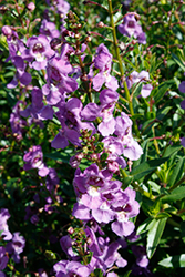 Aria Blue Angelonia (Angelonia angustifolia 'Aria Blue') at Lakeshore Garden Centres