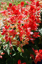 Vista Red And White Salvia (Salvia splendens 'PAS3287') at Lakeshore Garden Centres