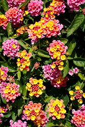 Bandana Mango Lantana (Lantana camara 'Bandana Mango') at Lakeshore Garden Centres