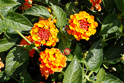 Landscape Bandana&reg Clementine Lantana (Lantana camara 'Landscape Bandana Clementine') at Lakeshore Garden Centres