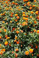 Landscape Bandana&reg Clementine Lantana (Lantana camara 'Landscape Bandana Clementine') at Lakeshore Garden Centres