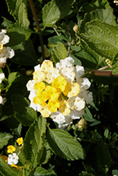 Landscape Bandana Lemon Zest Lantana (Lantana camara 'Landscape Bandana Lemon Zest') at Lakeshore Garden Centres