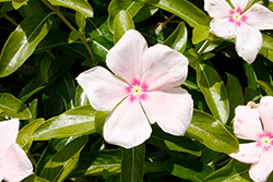 Mediterranean XP Peach Vinca (Catharanthus roseus 'PAS551759') at Lakeshore Garden Centres