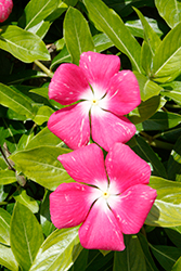 Mediterranean XP Rose Halo Vinca (Catharanthus roseus 'Mediterranean XP Rose Halo') at Lakeshore Garden Centres