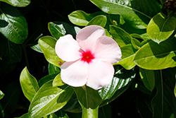 Pacifica XP Apricot Vinca (Catharanthus roseus 'Pacifica XP Apricot') at Lakeshore Garden Centres