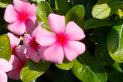 Pacifica XP Blush Vinca (Catharanthus roseus 'Pacifica XP Blush') at Lakeshore Garden Centres
