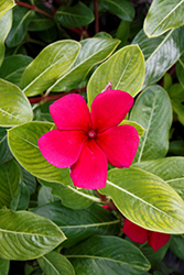 Pacifica XP Burgundy Vinca (Catharanthus roseus 'Pacifica XP Burgundy') at Lakeshore Garden Centres