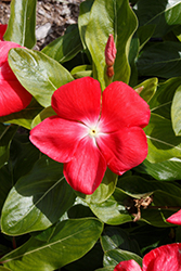 Pacifica XP Orange Vinca (Catharanthus roseus 'Pacifica XP Orange') at Lakeshore Garden Centres