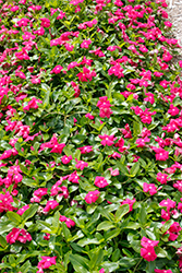 Cora Cascade Bright Rose Vinca (Catharanthus roseus 'Cora Cascade Bright Rose') at Lakeshore Garden Centres