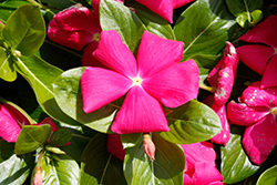 Cora Cascade Bright Rose Vinca (Catharanthus roseus 'Cora Cascade Bright Rose') at Lakeshore Garden Centres