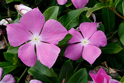Cora Cascade Lavender with Eye Vinca (Catharanthus roseus 'Cora Cascade Lavender with Eye') at Lakeshore Garden Centres