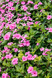 Cora Cascade Lilac Vinca (Catharanthus roseus 'Cora Cascade Lilac') at Lakeshore Garden Centres
