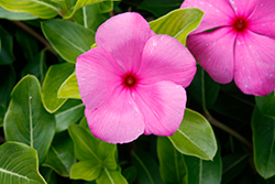 Cora Cascade Lilac Vinca (Catharanthus roseus 'Cora Cascade Lilac') at Lakeshore Garden Centres
