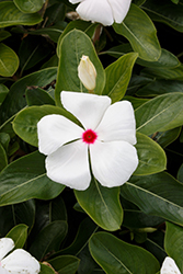 Cora Cascade Polka Dot Vinca (Catharanthus roseus 'Cora Cascade Polka Dot') at Lakeshore Garden Centres