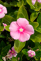 Cora Cascade Shell Pink Vinca (Catharanthus roseus 'Cora Cascade Shell Pink') at Lakeshore Garden Centres
