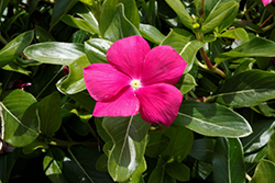 Cora Cascade Violet Vinca (Catharanthus roseus 'Cora Cascade Violet') at Lakeshore Garden Centres